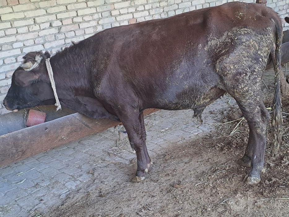 Buqa sotiladi sog'lig'i garantiya Yeyishi zo'r