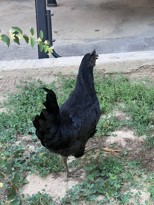 3 ta xoroz Uhayil