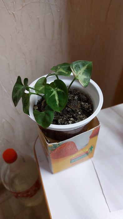 Продам Сингониум