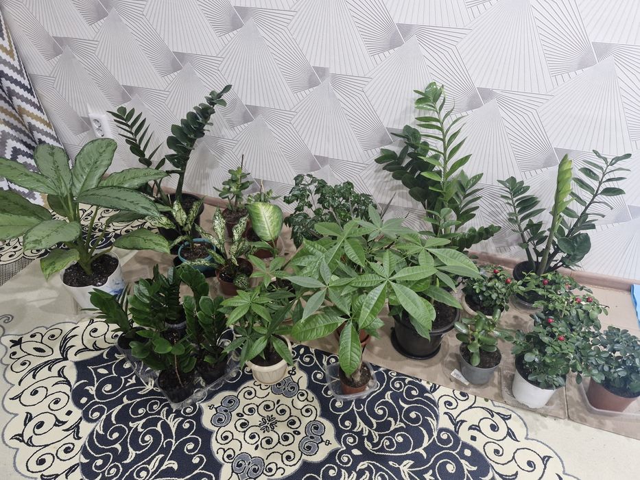 Домашние цветы из разных сортов