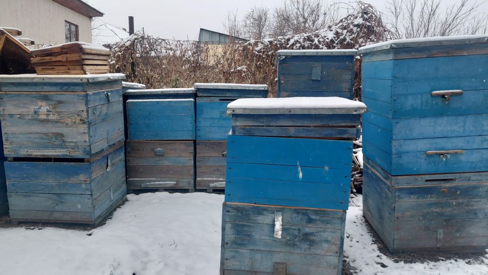 Продам улики для пчёл