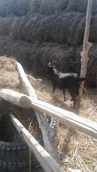 Альпі породалы теке сатылады