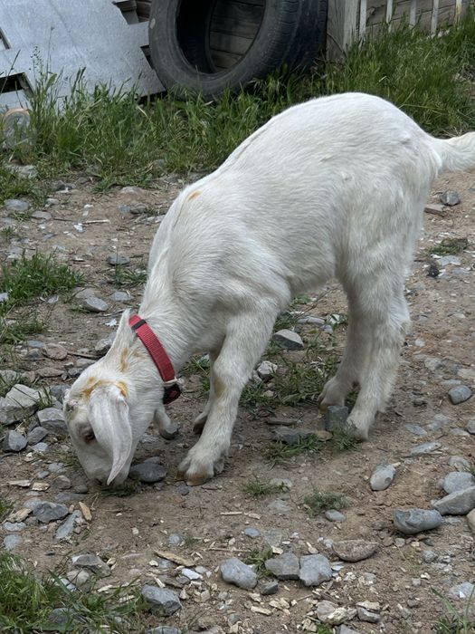 Лақ ұрғашы 1,5 айлық