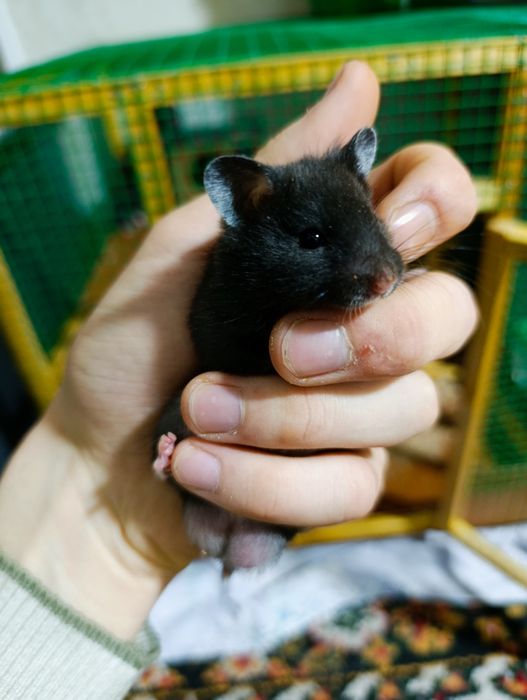 Hamyak Sirinskiy sotiladi