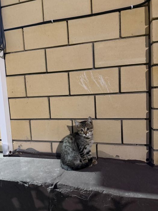 Отдам котят в хорошие руки