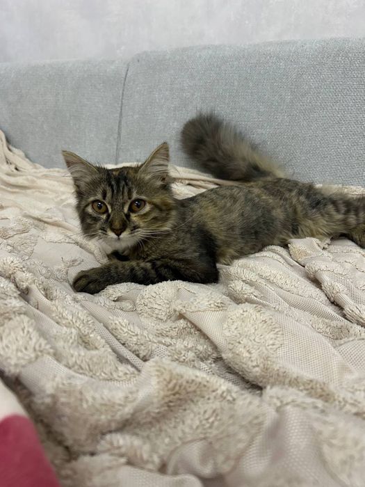 Отдам котенка в добрые руки