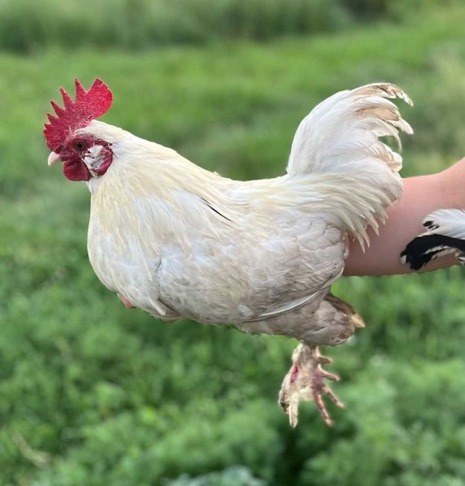 De vânzare găini și cocoși pitici.