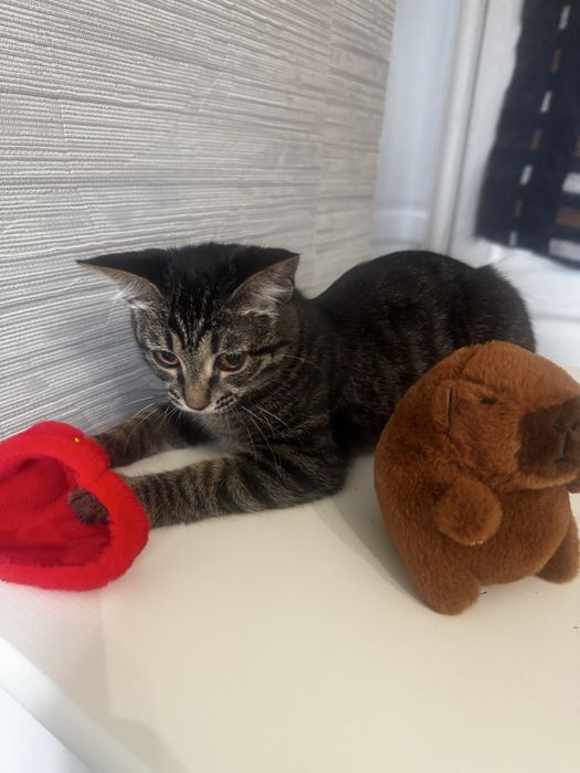 Ищем дом Котенку 3 месяца