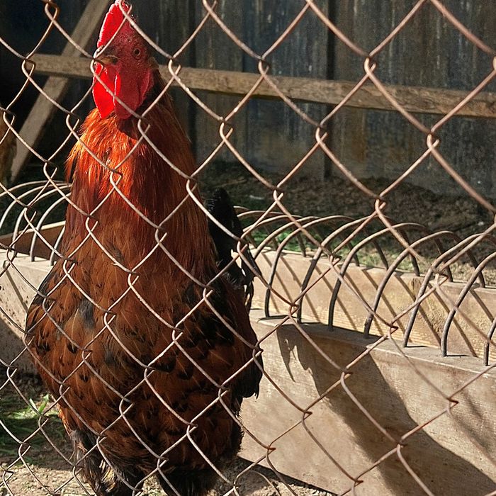 Продам петуха домашнего