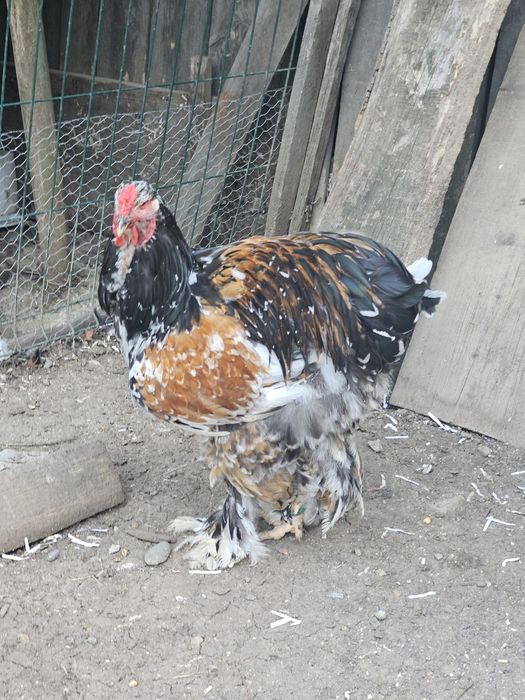 Tineret brahma bobat și porțelan