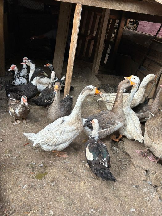 Гуси и индоутки жирные