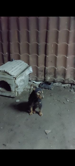 Продам ягдтерьер 4года