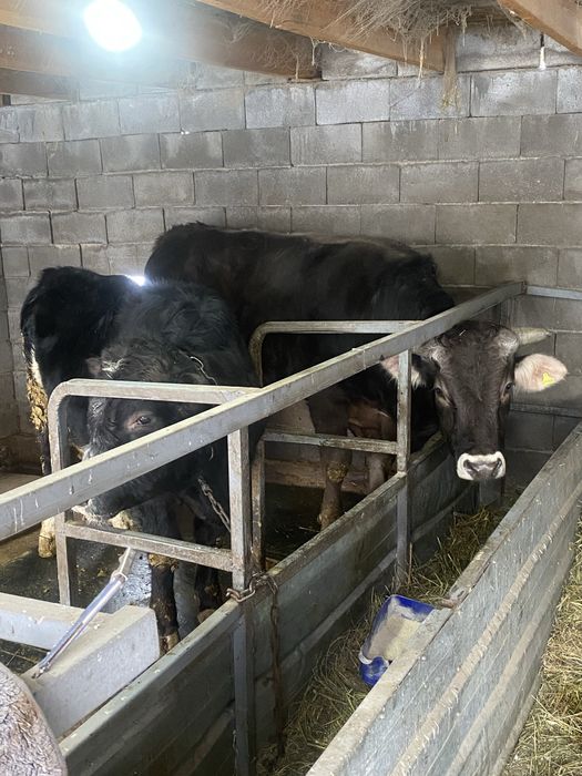 Бык Алатауской породы