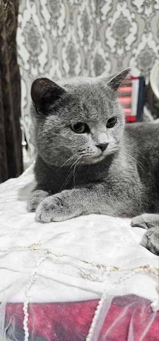 Skotish strayt erkak