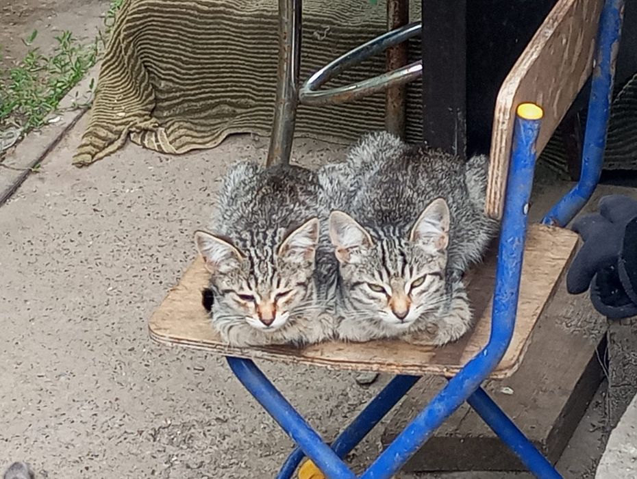 Продам котят 3 месяца
