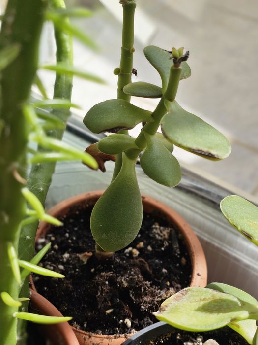 Продам комнатные цветы