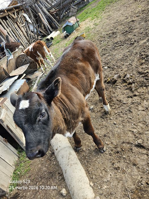 Vitea bruna, rasa mixta