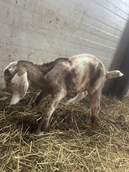 Tapisor anglo nubian cu pete