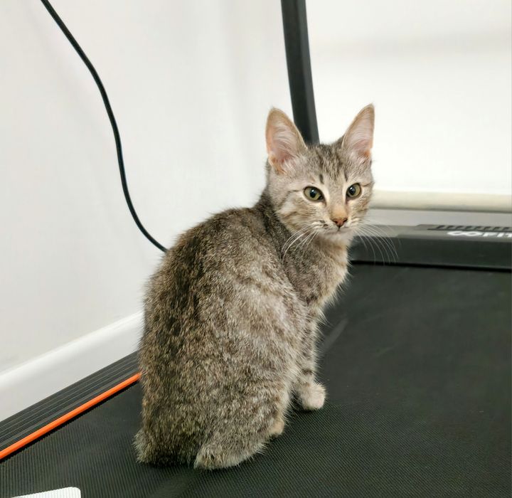 котёнок 3 месяца