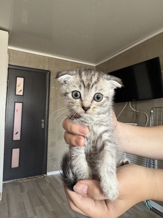 Пррдаются котятя
