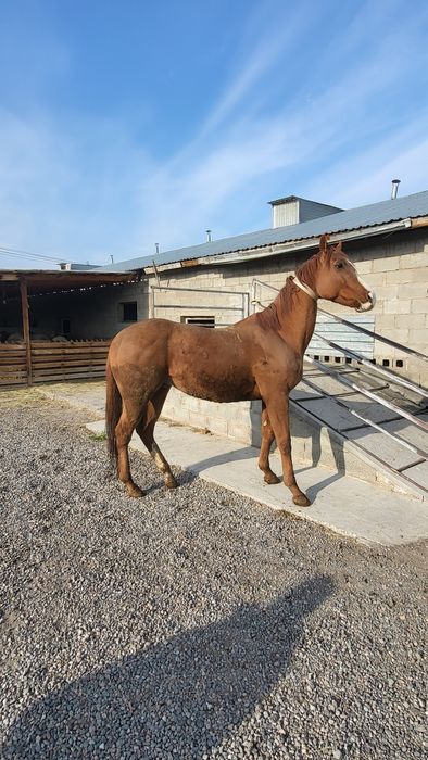 Продам Чистакровного Англичанин