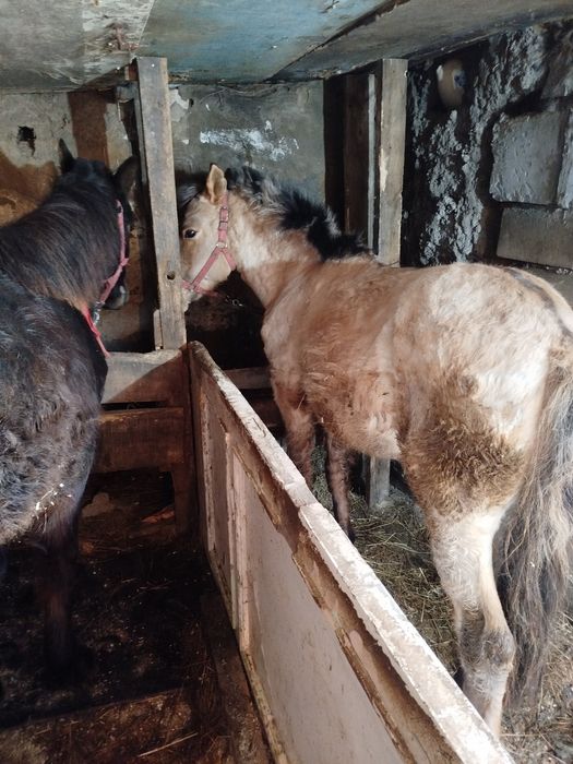 Продам кобылок .