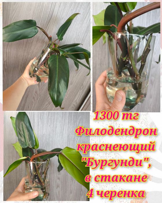 Глоксинии, гименокаллис, филодендроны и др.