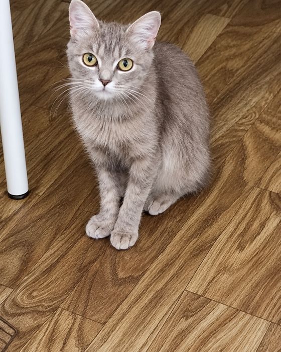 Ищем дом для кошки