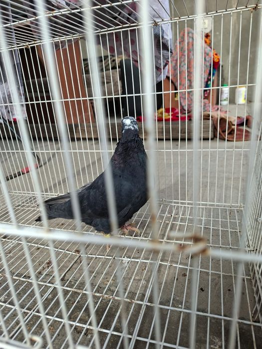 Продам белыйголовый