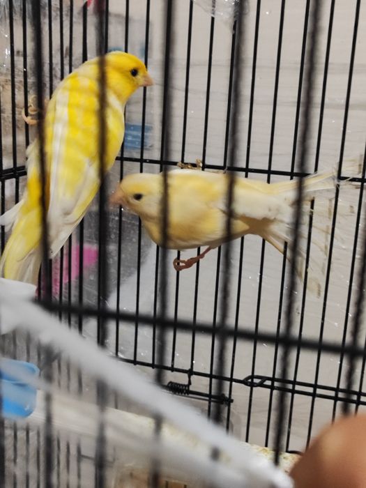 2та сарик канарейка 250мингдан.2чи канарейка чубати 300мингадан