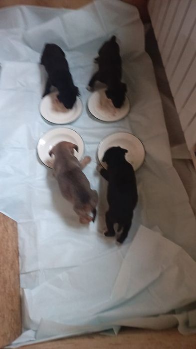 Отдам щенков бесплатно