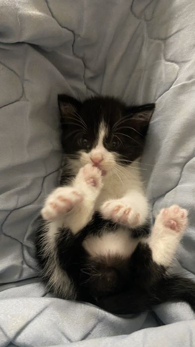 котенку месяц полтора