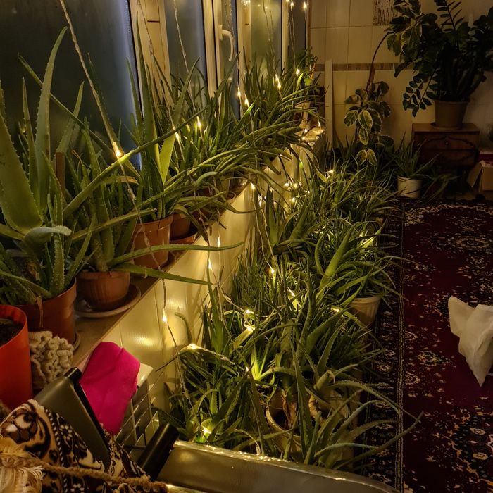 Алоэ лечебные - 5пяти, 7семилетние.