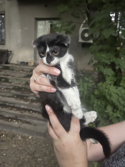 Отдам кошечку в хорошие руки!