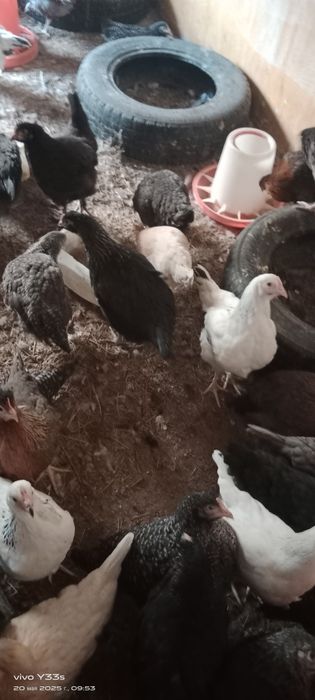 Куры Ломан Браун