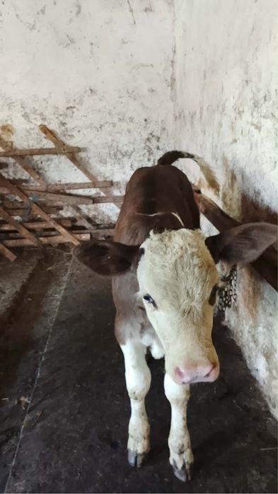 Vaca cu vitea de vanzare