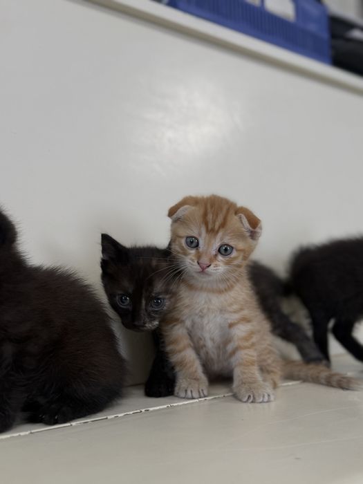 Отдадим котят в добрые руки !!!