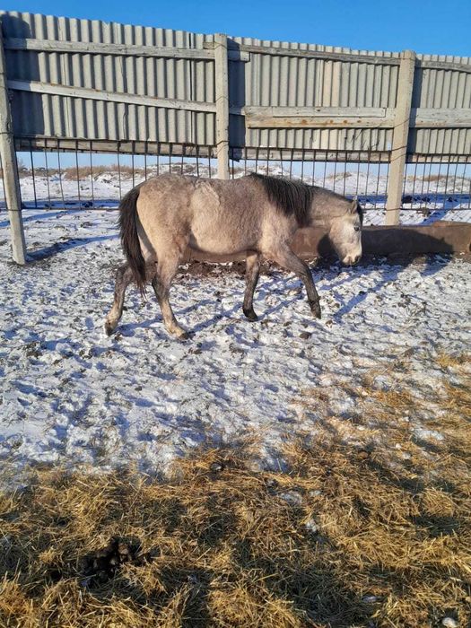 Продам тайчика, 1.8 года