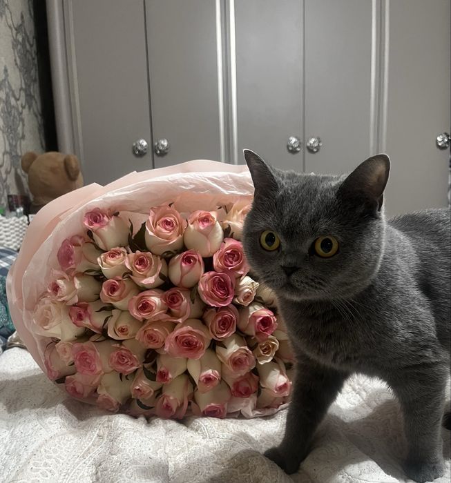Продаю котят шотландский прямоухо