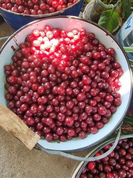 Вишня срочно на доставку
