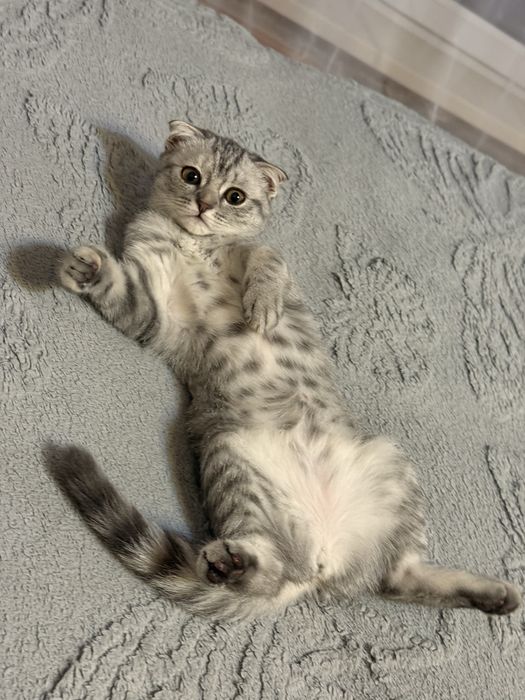 шотландская вислоухая кошка