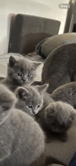 шотладски котки/клепоухи