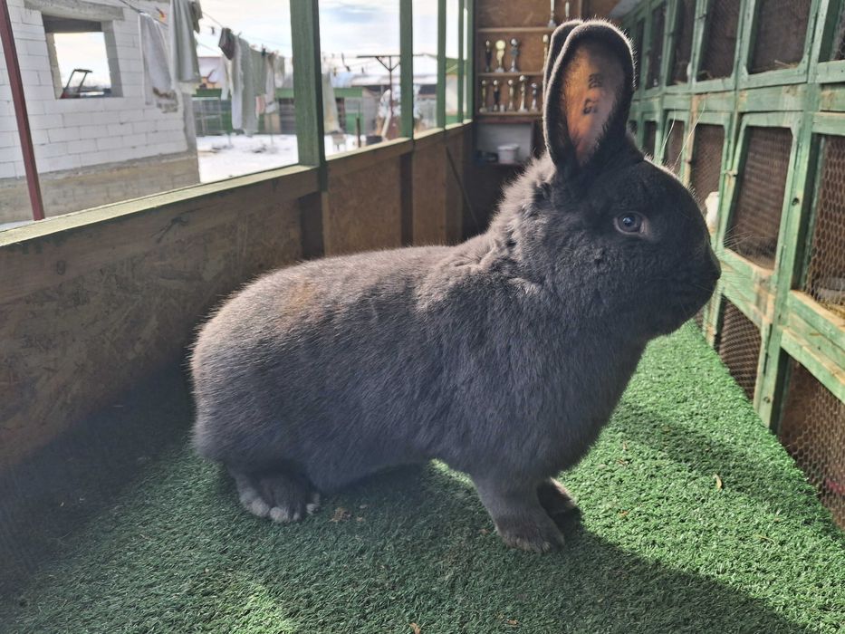 Vienez albastru mascul