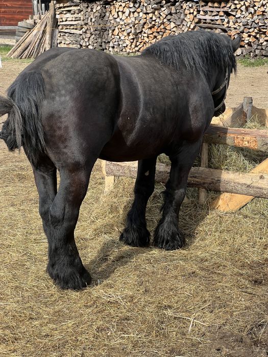 Armasar 2/3 ani disponibil pentru monta ! Posibil si de vanzare !