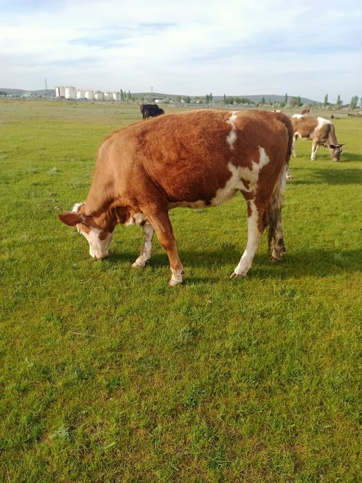 Сименталь сиыры сатылады
