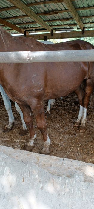 Продам откормленных лошадей