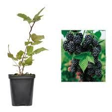 Mur rubus fruticosus thornfree ghiveci