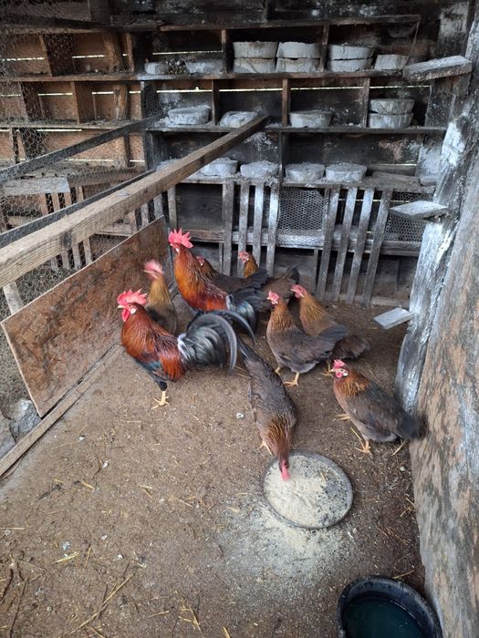 Fazani,gaste lesesti,curci,cochin,italiana potarnichie,gaini pitici,et