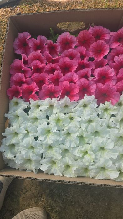 Петуния бархатци шафран