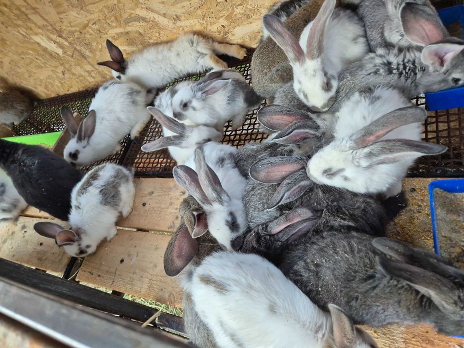 Iepuri de 11 săptămâni